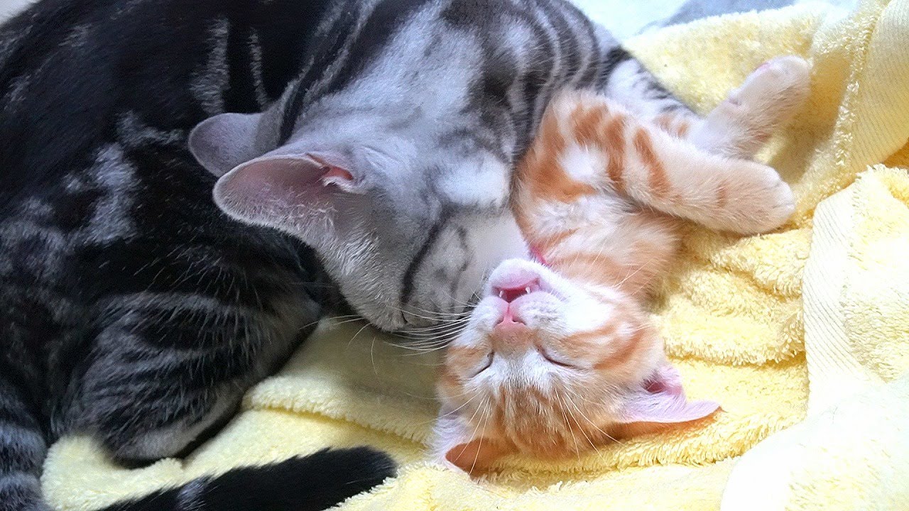 先住猫が新入り子猫を初めて毛づくろいする様子がこちらです！