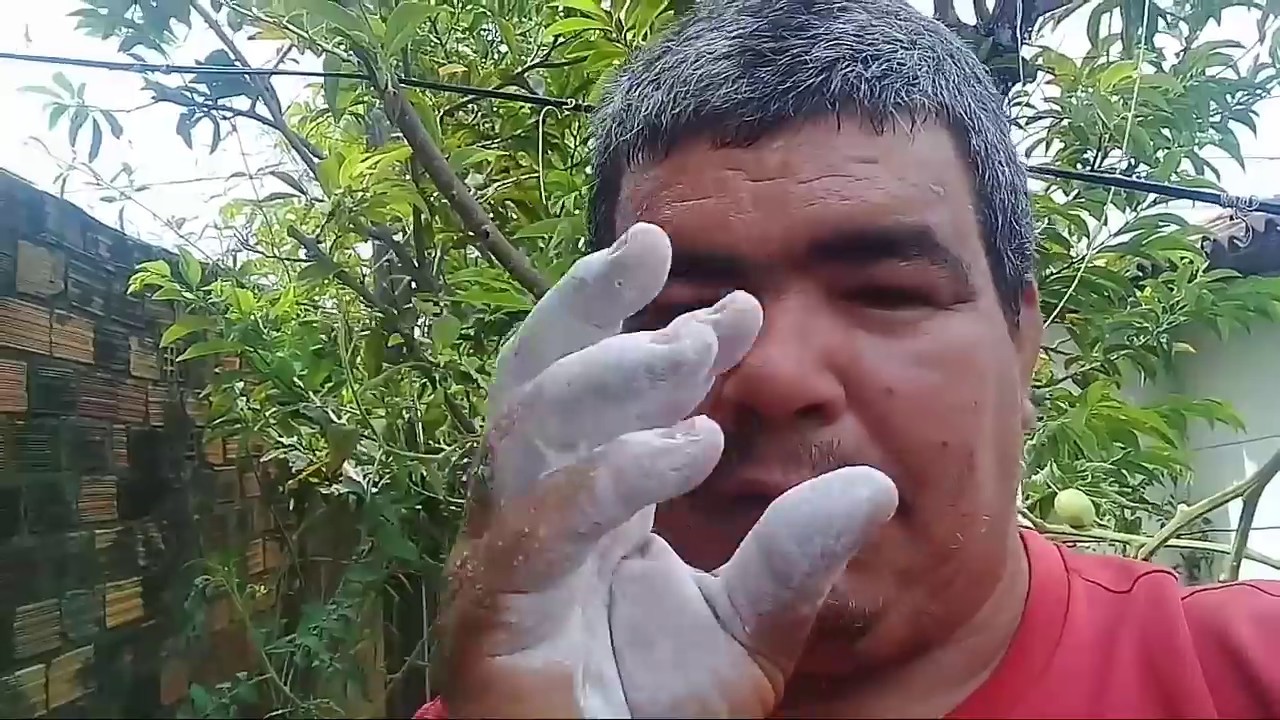 como usar gesso nas plantas, gessagem