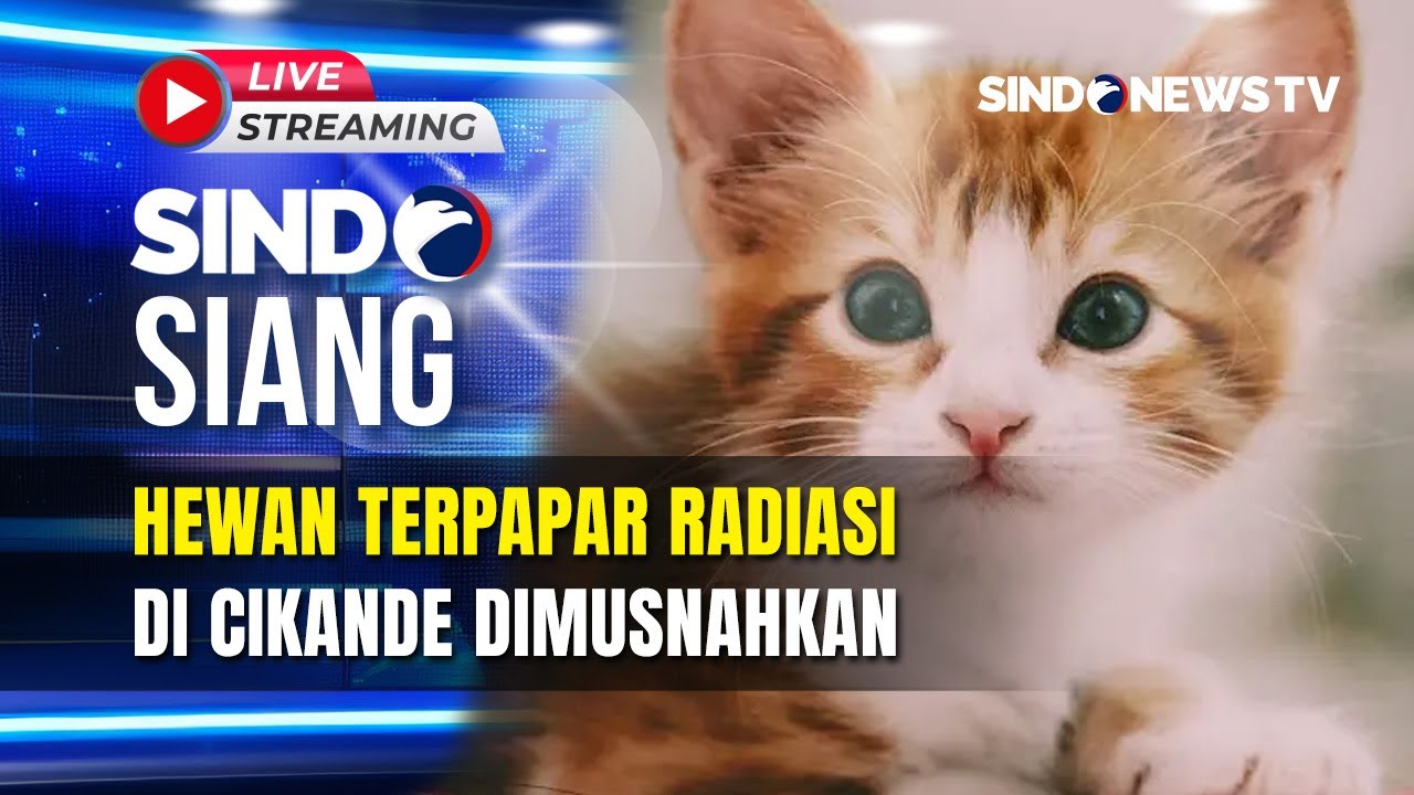 🔴LIVE Hewan Terpapar Radiasi di Cikande Dimusnahkan | Sindo Siang | 26/10