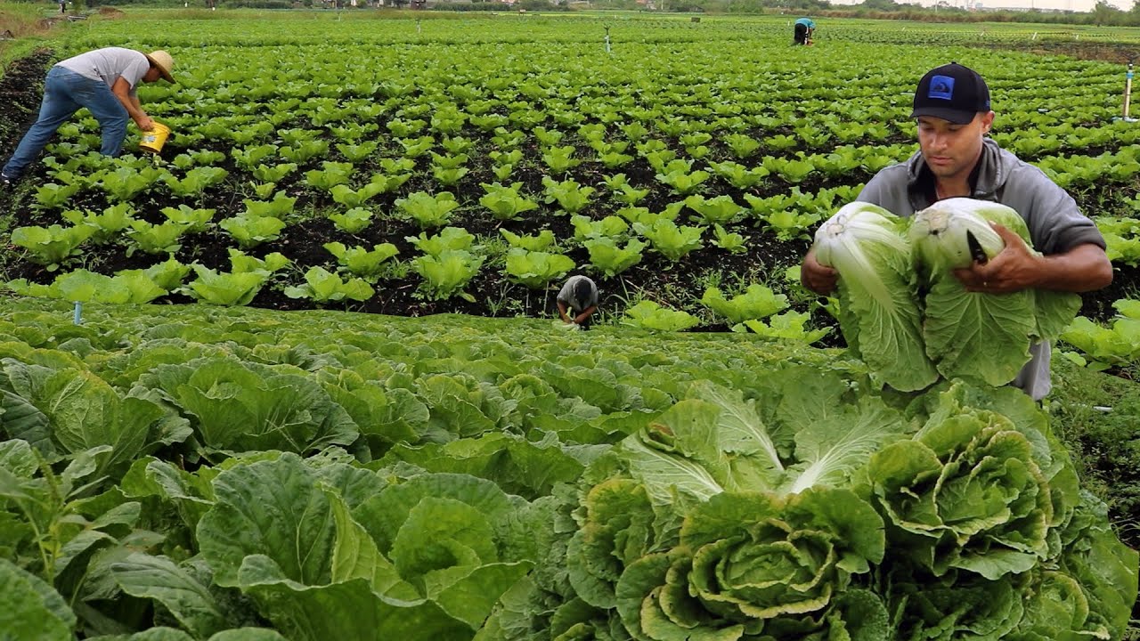 VOCÊ SABE CULTIVAR ACELGA??? AQUI SE PLANTA, ADUBA E COLHE 