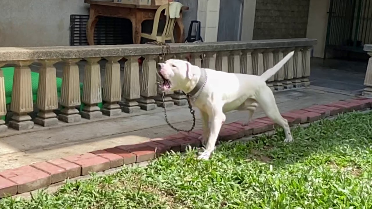 American Bulldog Confronts “Intruder”