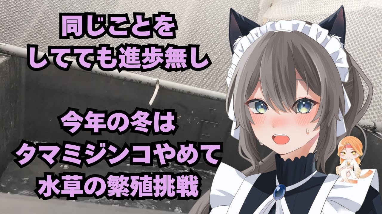 毎年同じことをしてても進歩無し今回はイチゴ栽培をやめて…