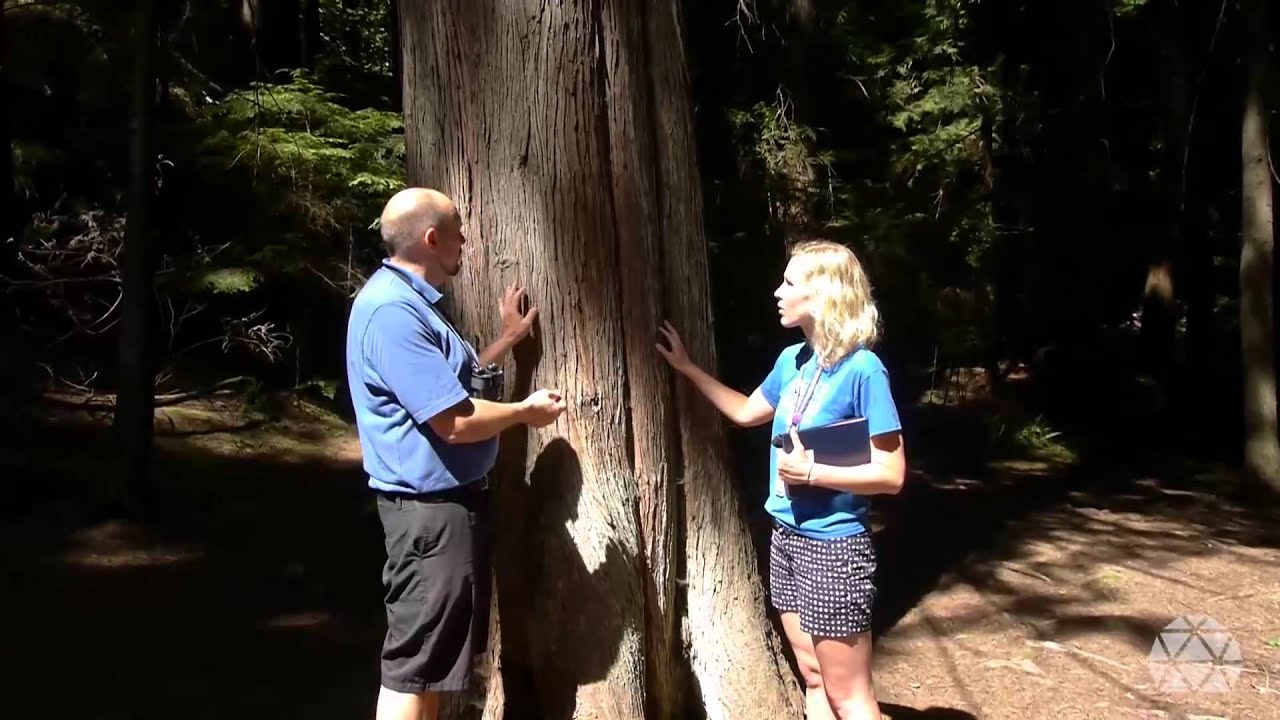 The beautiful trees of British Columbia (Lighthouse Park)