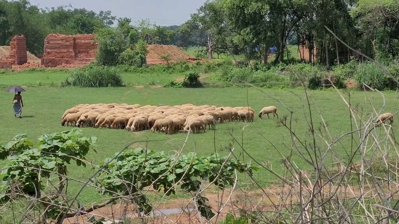4K group of sheep grazing on the field #animals