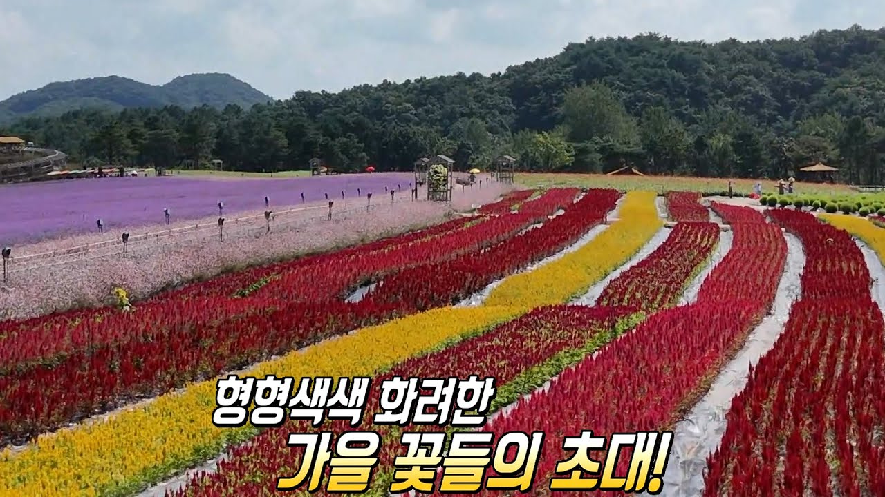 낭만 가득한 철원 대표 가을 명소 ‘고석정 꽃밭’