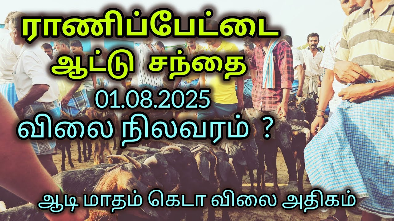 ராணிப்பேட்டை ஆட்டுசந்தை ஆடி மாசம் விற்பனை கெடா அதிக விலை இன்று விலை நிலவரம் 01.08.2025
