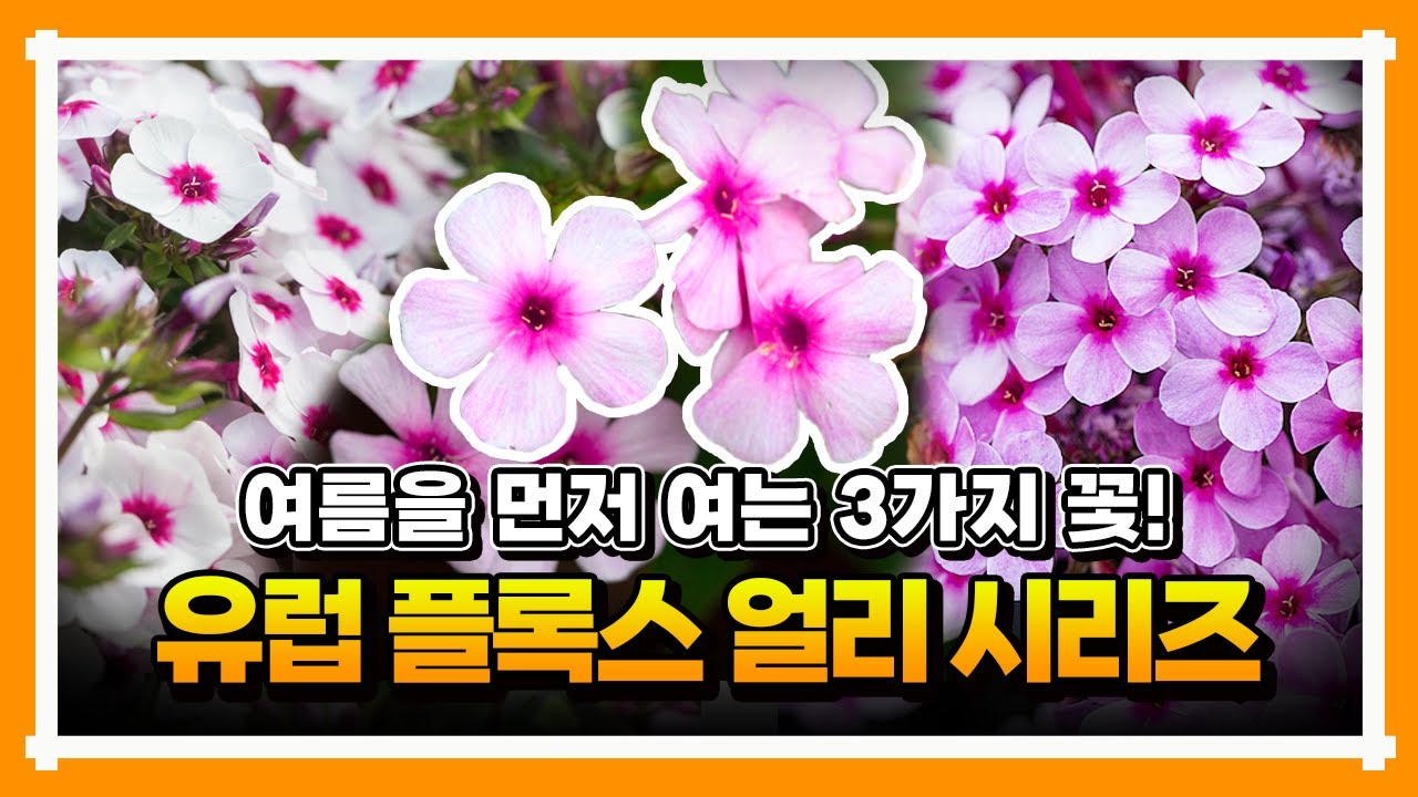 [신품종 플록스 '얼리 시리즈 3종] 