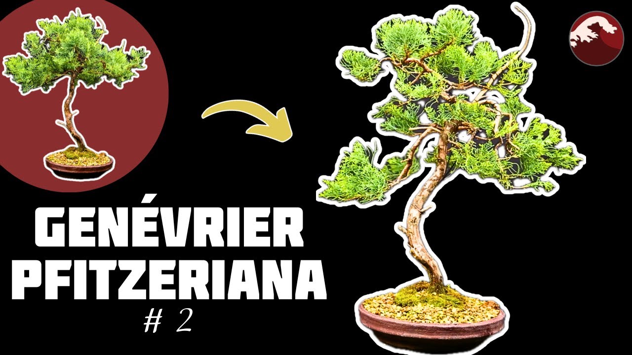 Apprendre le haubanage et le pincement sur le Genévrier Pfitzeriana. Épisode 2 🌱 NEJIKAN BONSAI 🌱