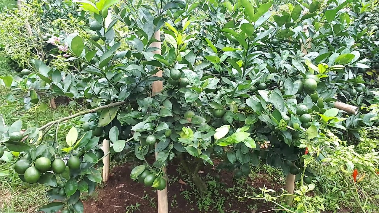 Lemon California Amerika 08122113318