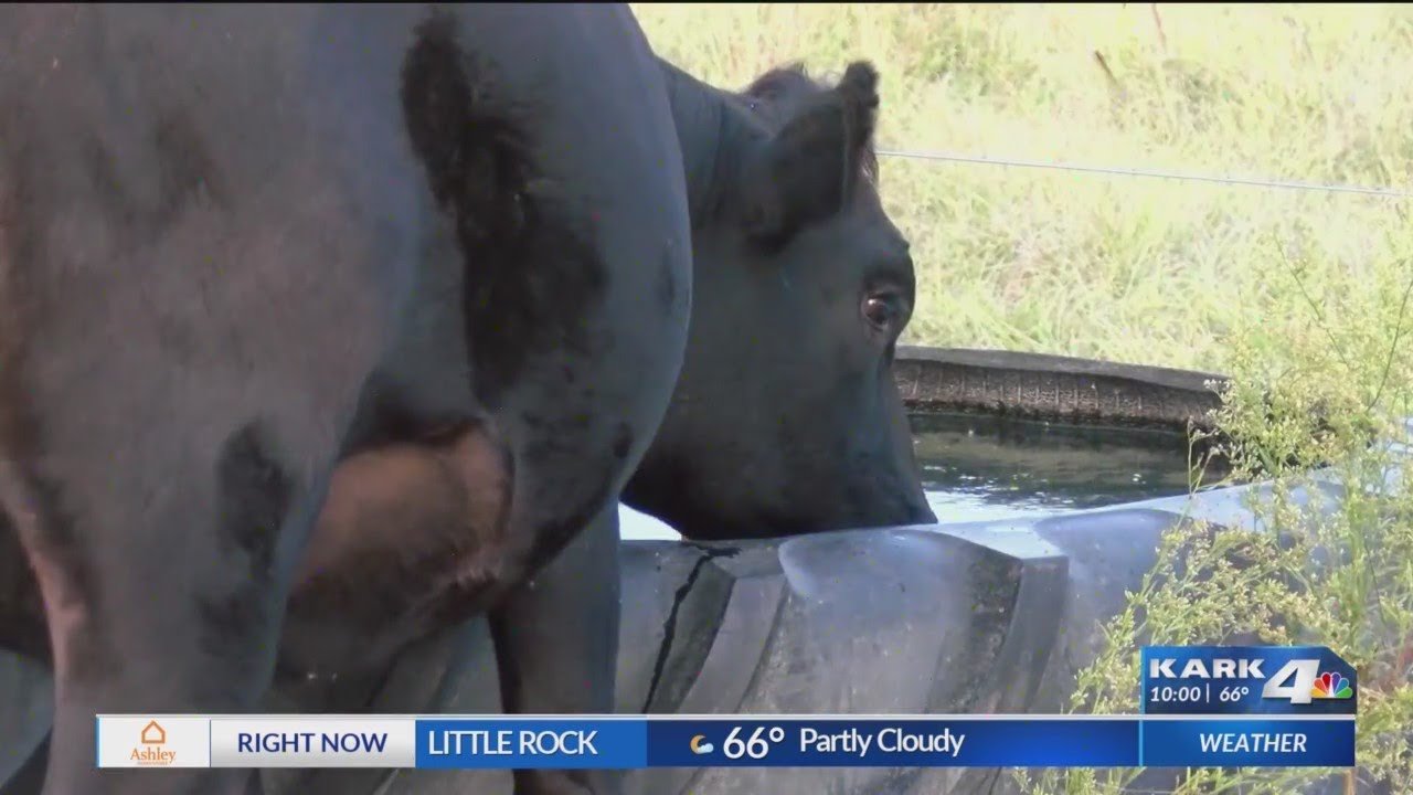 Arkansas cattle farmers finding difficulty with dry weather