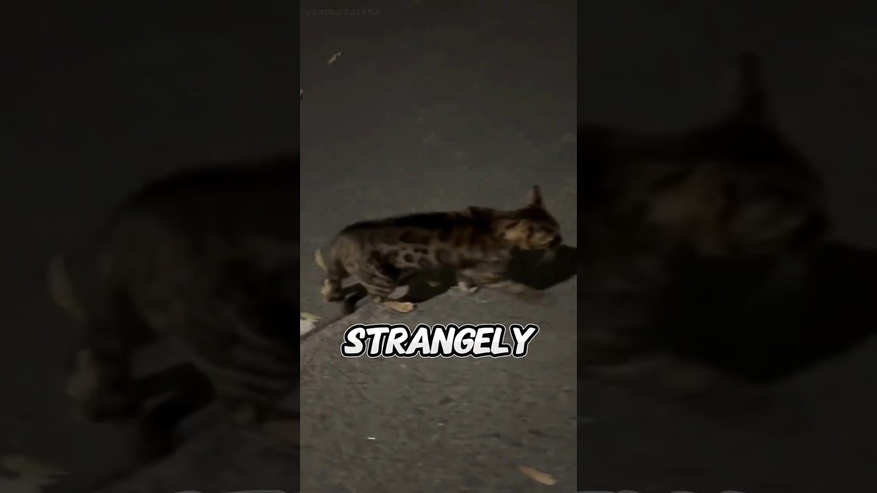 Protective Cat Saves Owner from Danger | Humans and Animals