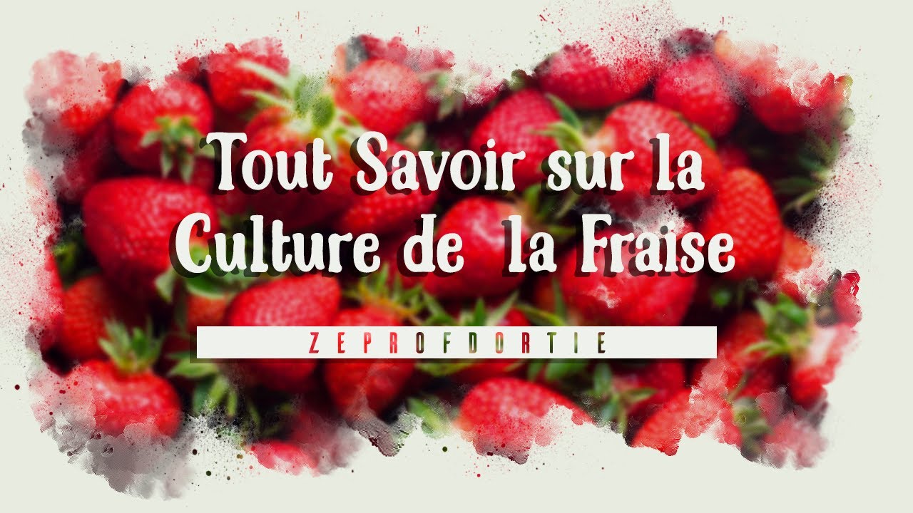 Tout savoir sur la #Culture de la #Fraise
