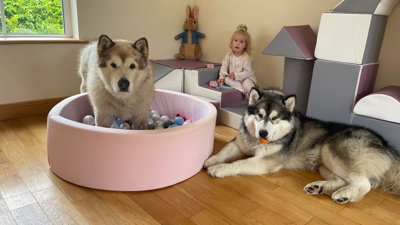 Adorable Baby Girl And Her Wolves Play In Their New Den! (Phil Is So Lively!!)