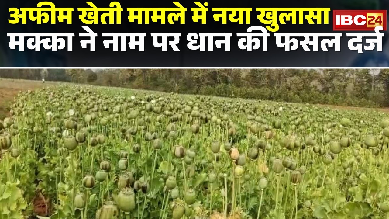 Durg Opium Farming Case: Paddy crop registered as maize. Notice issued to three officials.