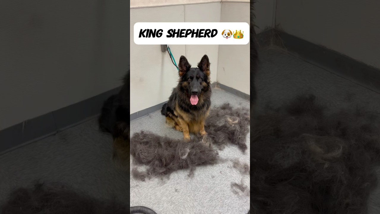 King Shepherd named Duke 🐶👑 #kingshepherd #germanshepherd #gsd #dogbath #doggroomer #dogs #dog