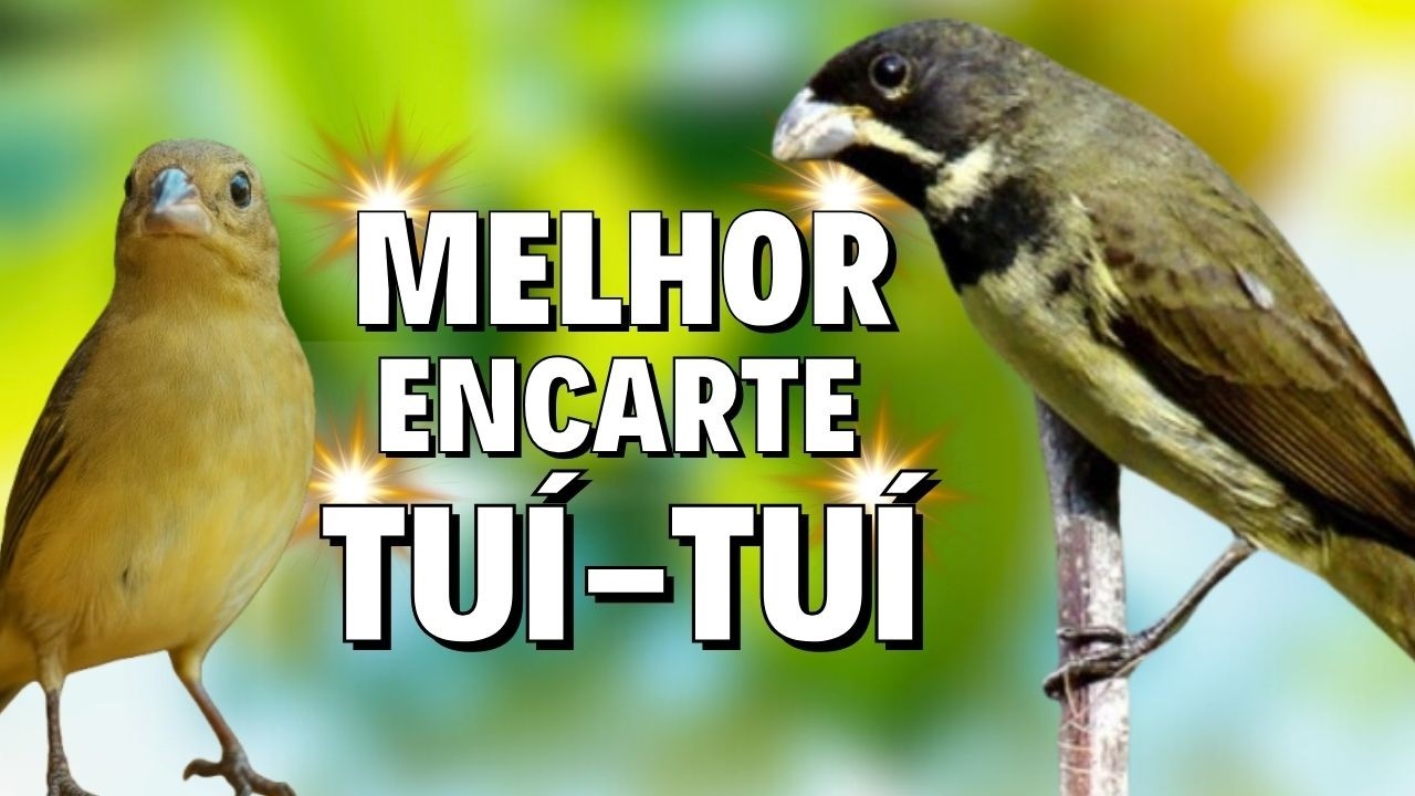 🔴MELHOR CANTO DE COLEIRO TUI TUI PARA ENCARTE 🔴🔴ÁUDIO COM FÊMEA CHAMANDO E PIANDO🔴TURBINE SEU PARDO🔴