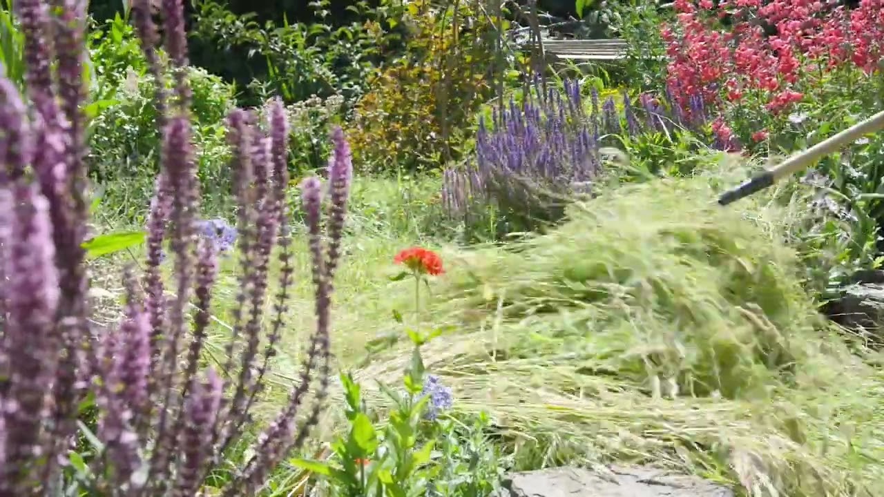 Turn your lawn into a wildflower meadow - part 5 (27th June 2025)