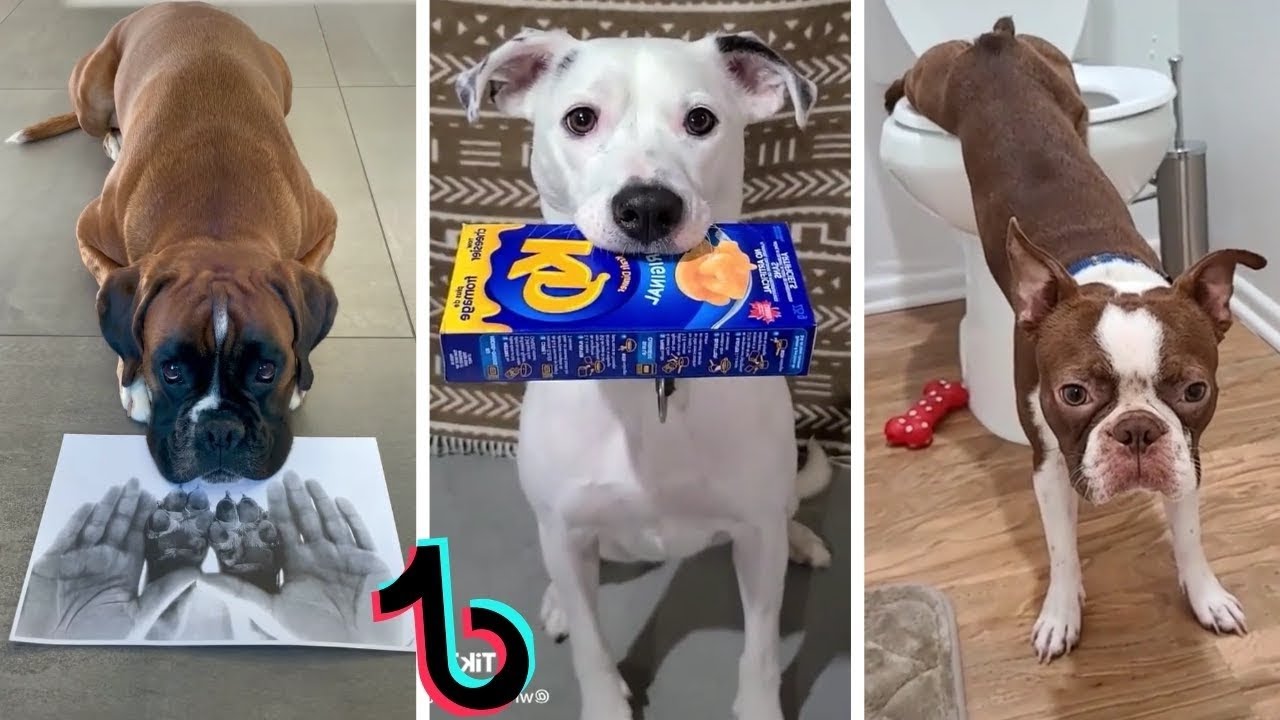 Dogs Funny cute  Compilation Tiktok 2021 #12