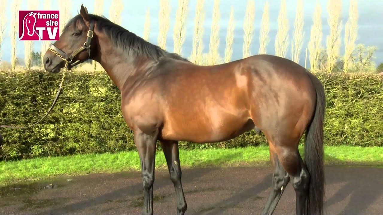 MYBOYCHARLIE, étalon au Haras du Mezeray - RDE 2015