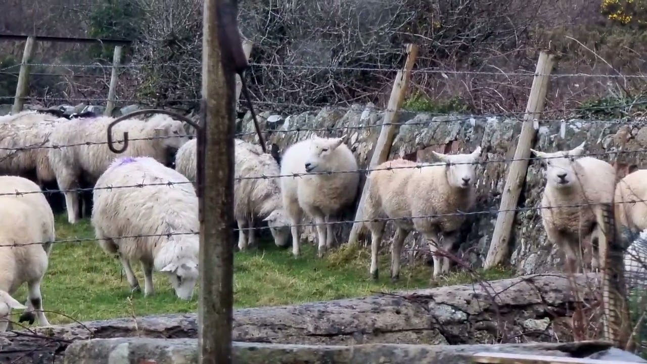 #sheep 