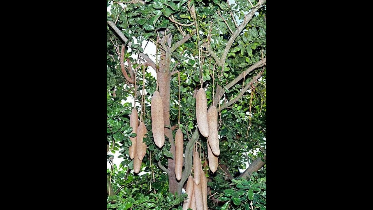 Incredible Health Benefits of Kigelia Africana (Sausage Tree)
