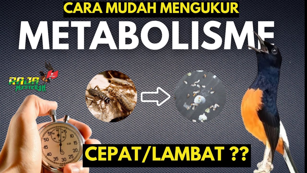 MENGUKUR METABOLISME MURAI BATU CEPAT / LAMBAT ?? CARANYA MUDAH ‼️
