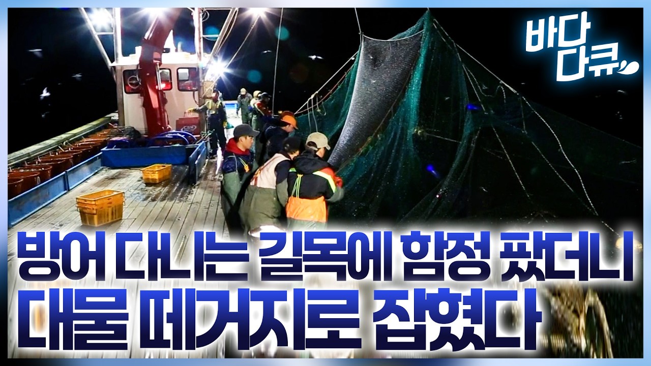 '와 이게 다 얼마야?'' 방어 다니는 길목에 함정 하나 팠을 뿐인데 몸집 큰 방어들 줄줄이 잡힌다 / #바다다큐