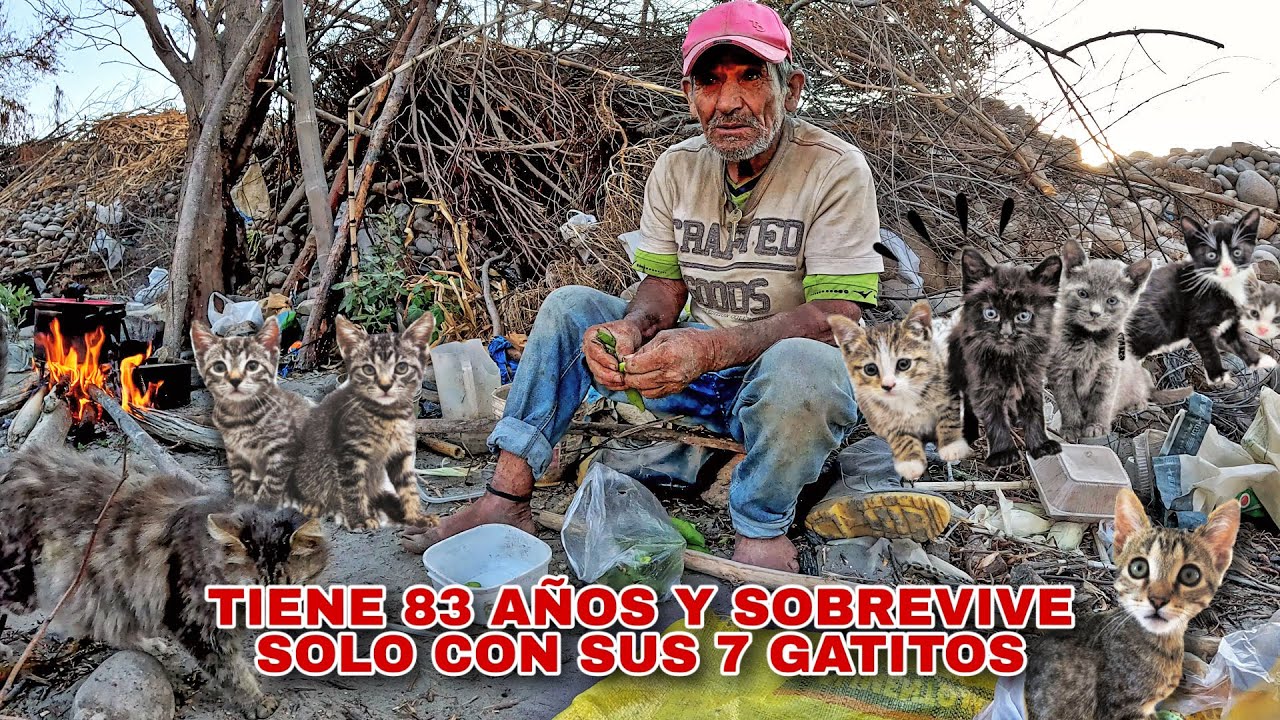 A sus 83 años, Sobrevive solo con sus 7 gatitos en medio de una cruel realidad - Don Aurelio