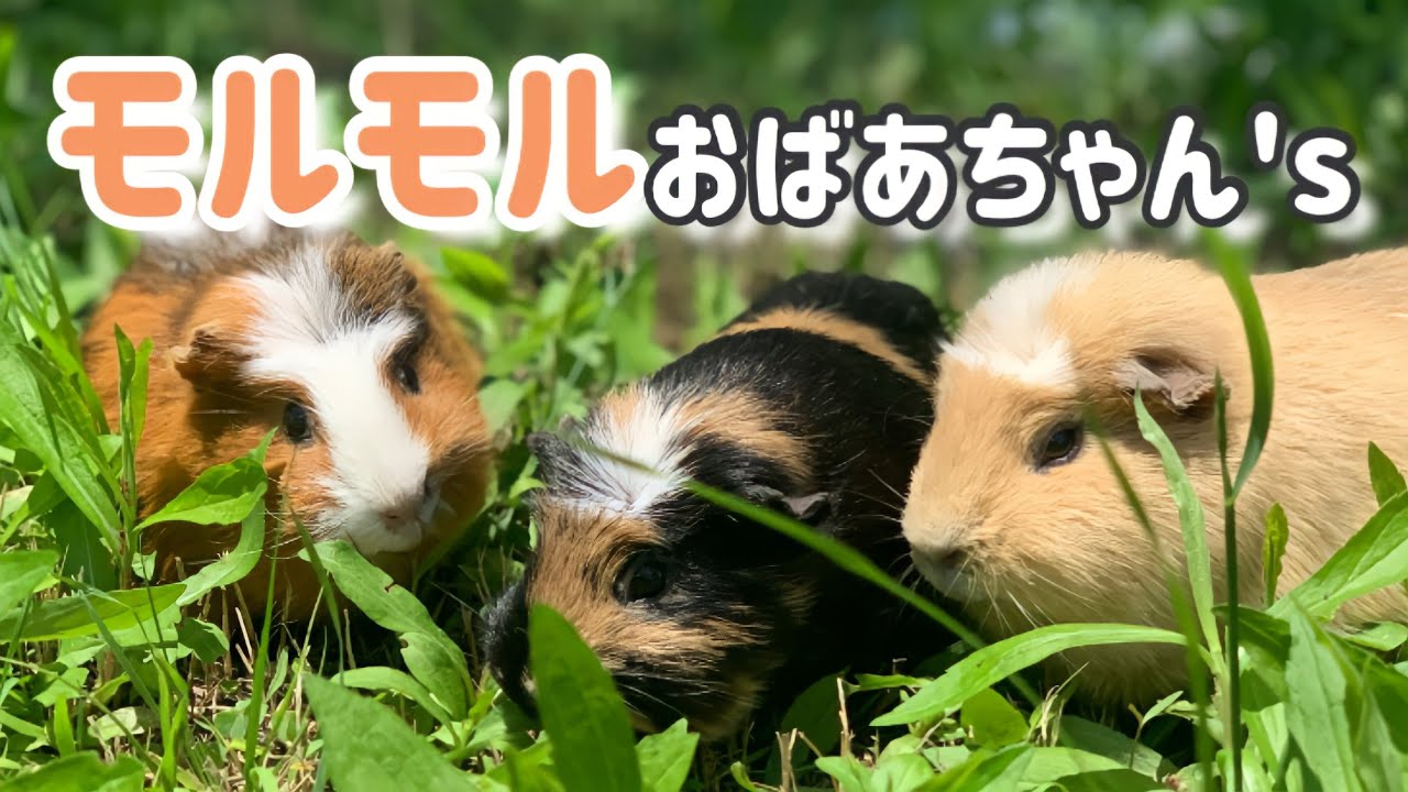 おばあちゃんモルモットのお散歩【足立区生物園】