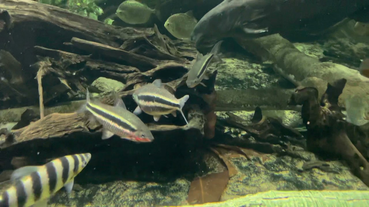 Leporinus Striatus fish