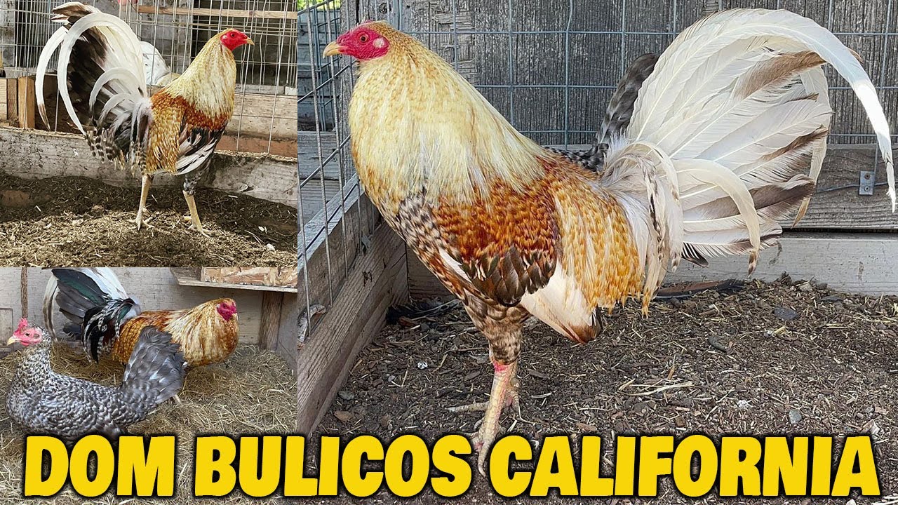 Beautiful Birds Hennie Grey Dom Bulicos ROBERTO RAMIREZ - Farm Visit USA
