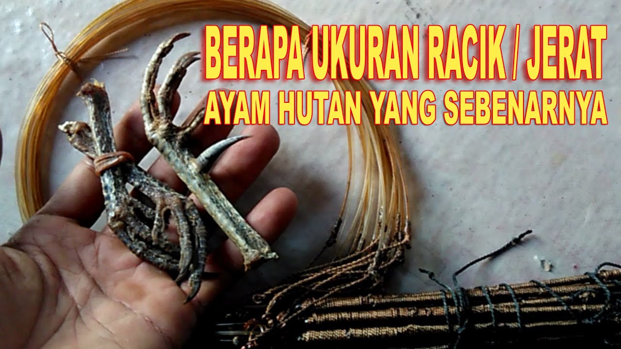 Ukuran Racik Ayam Hutan Lengkap Dengan Cara Proses Pembuatannya