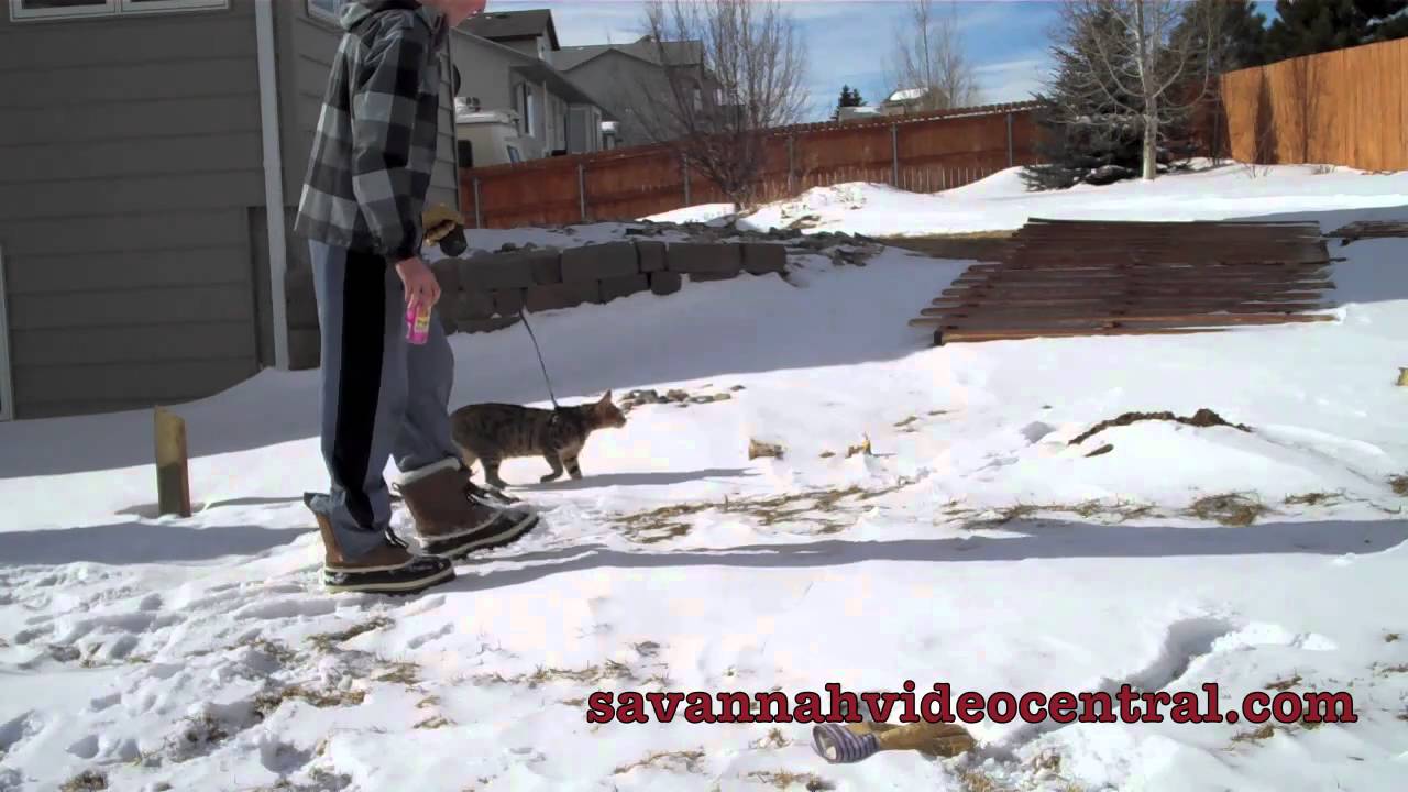 Savannah Cat on leash
