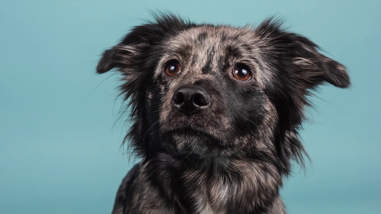 In Studio Pet Photography. Pet's Point of View
