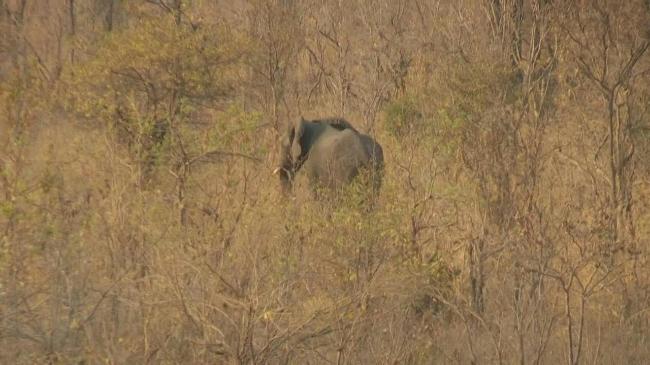 Zimbabwe to cull 200 elephants amid food shortages | AFP