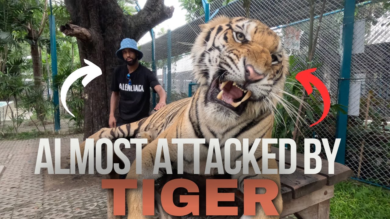 Almost ATTACKED By An ANGRY TIGER In Thailand