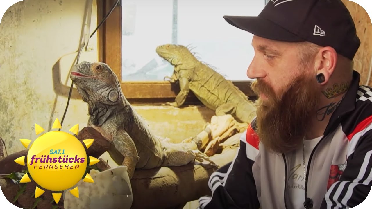 Exotisch: Er betreibt eine Reptilien-Auffangstation | SAT.1 Frühstücksfernsehen