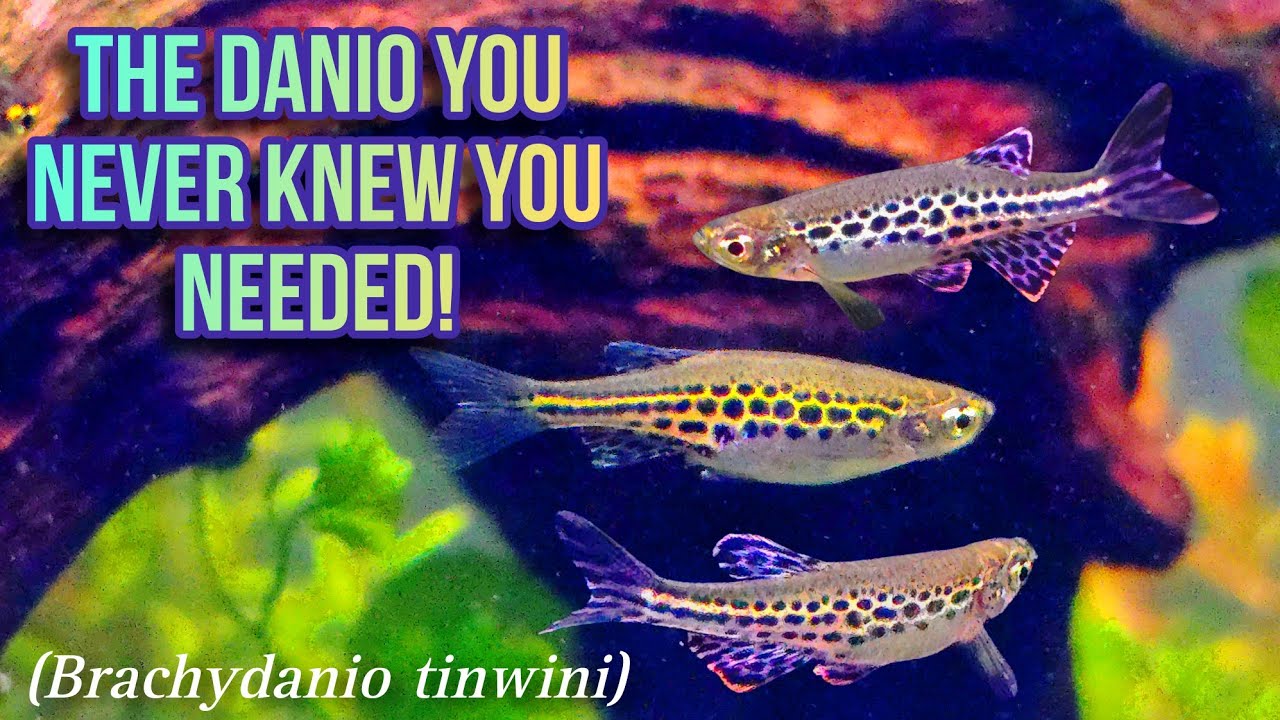 The Rainbow Nano Danio: Gold Ring Danios  |(Brachydanio tinwini) Care Guide & Background Info