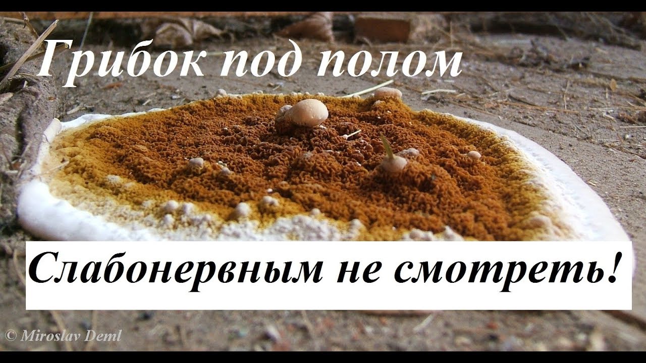 Деревянный пол в  частном доме. Пол сгнил за год. Внимание ГРИБОК!!!