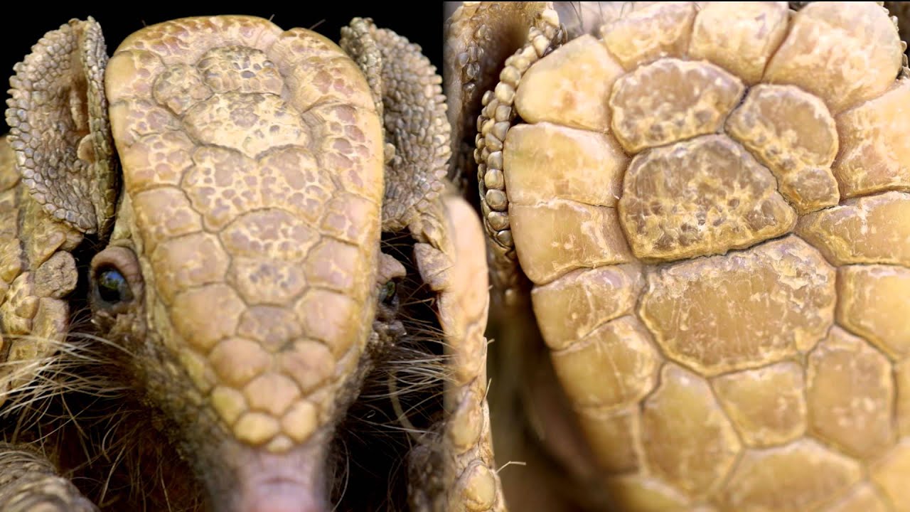 Armadillo