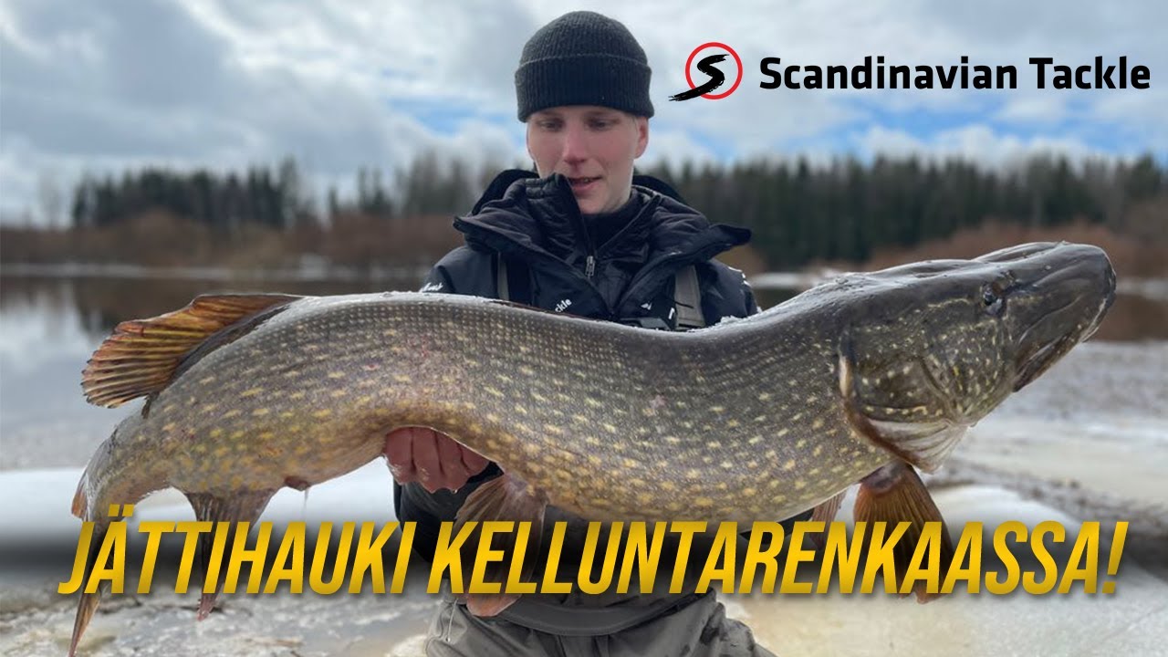 Jättihauki kelluntarenkaassa - Avovesikausi auki - Team Scandinavian Tackle