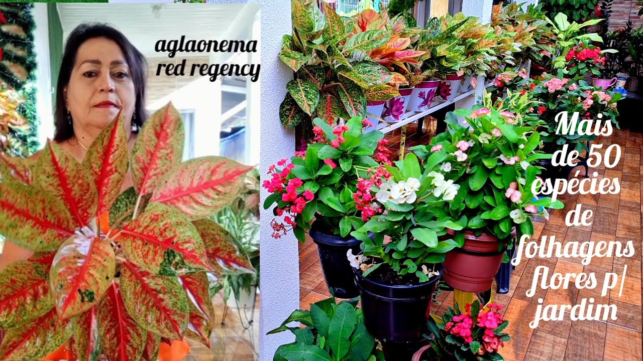 TOUR PELO CORREDOR DA VARANDA COM PLANTAS DE FLORES E FOLHAGENS +ADUBO ORGÂNICO CASEIRO NATURAL