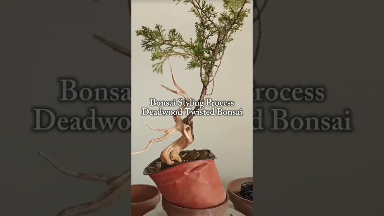 Proces stylizacji bonsai | Skręcone bonsai z martwego drewna #SkręconeBonsai #StylizacjaBonsai #T...