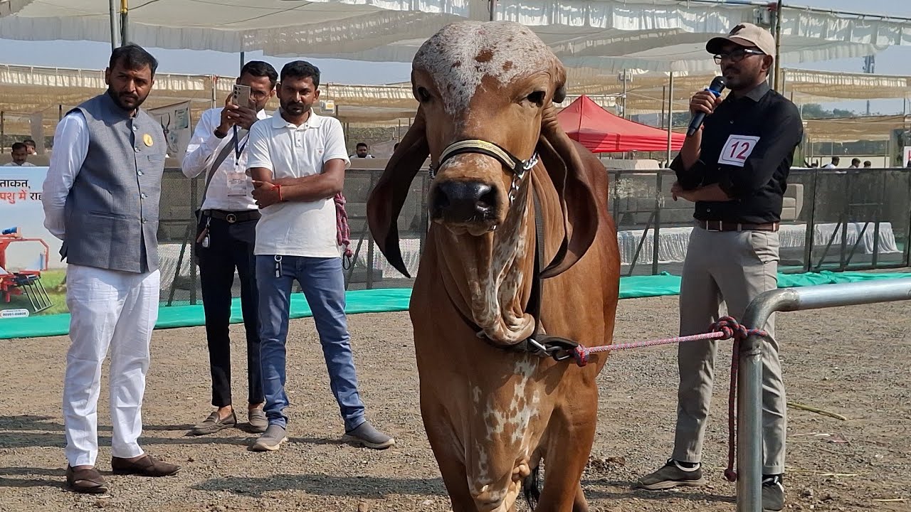 Two teeth bull - Ringshow judging - indian cattle show - 2026 rajkot