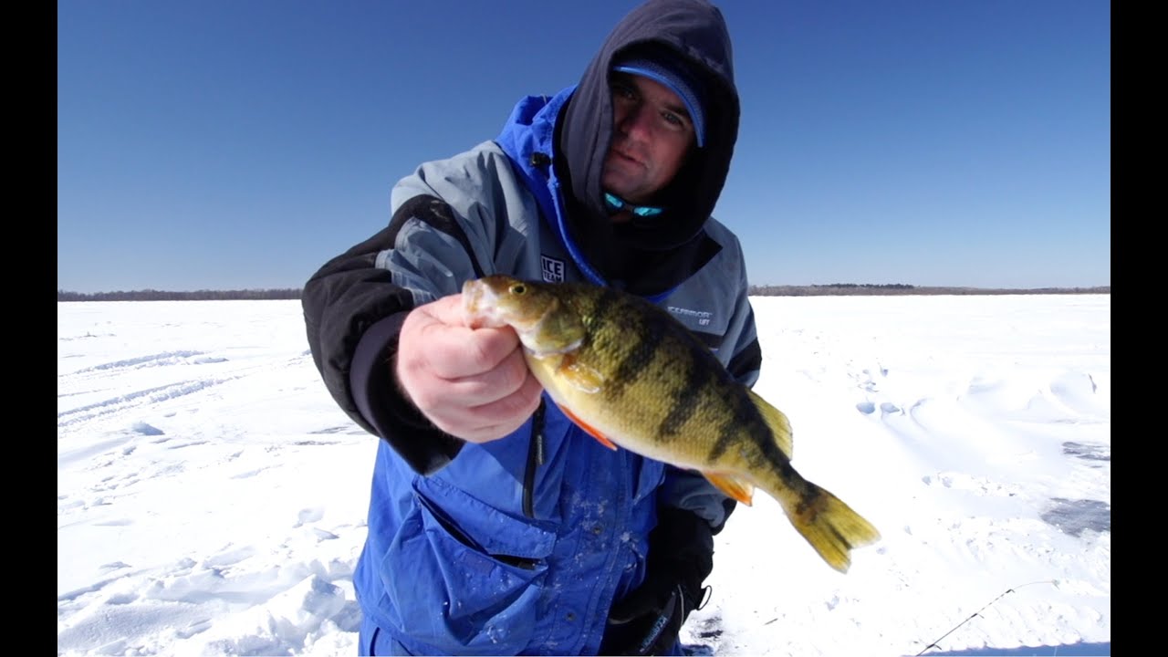 Lake Winnibigoshish Perch