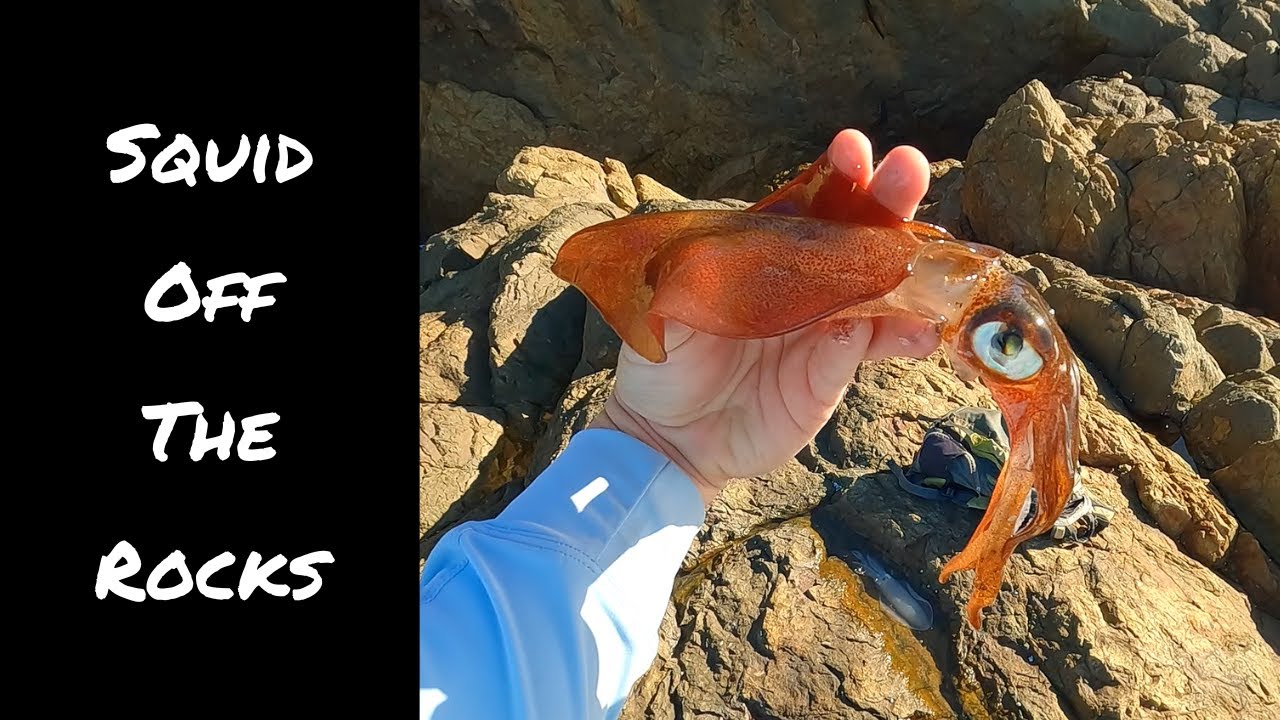 How to Catch Squid | Guide for Ocean Rocks
