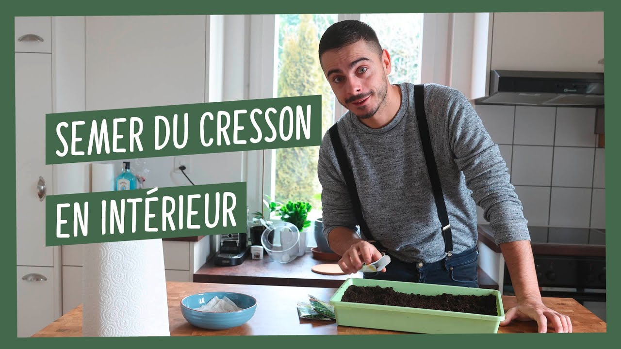 Comment cultiver du cresson alénois en intérieur ?