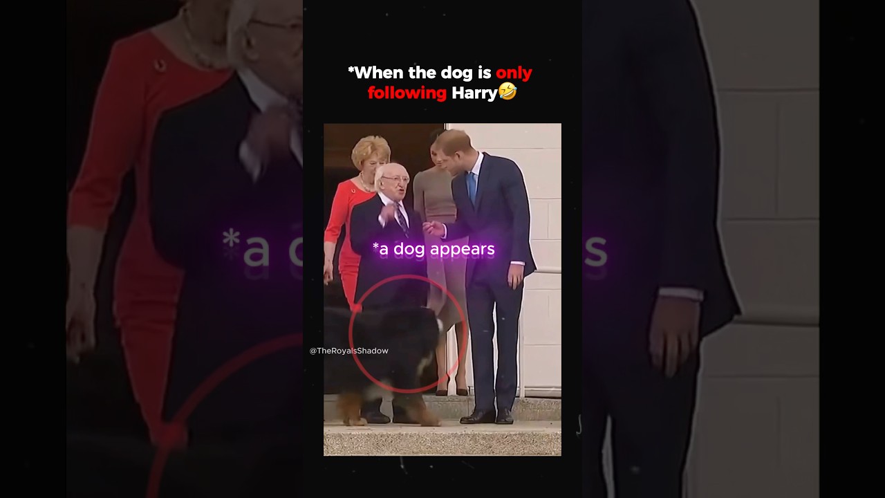 When the dog is only following Harry #Meghanmarkle #PrinceHarry #royals #royaldrama