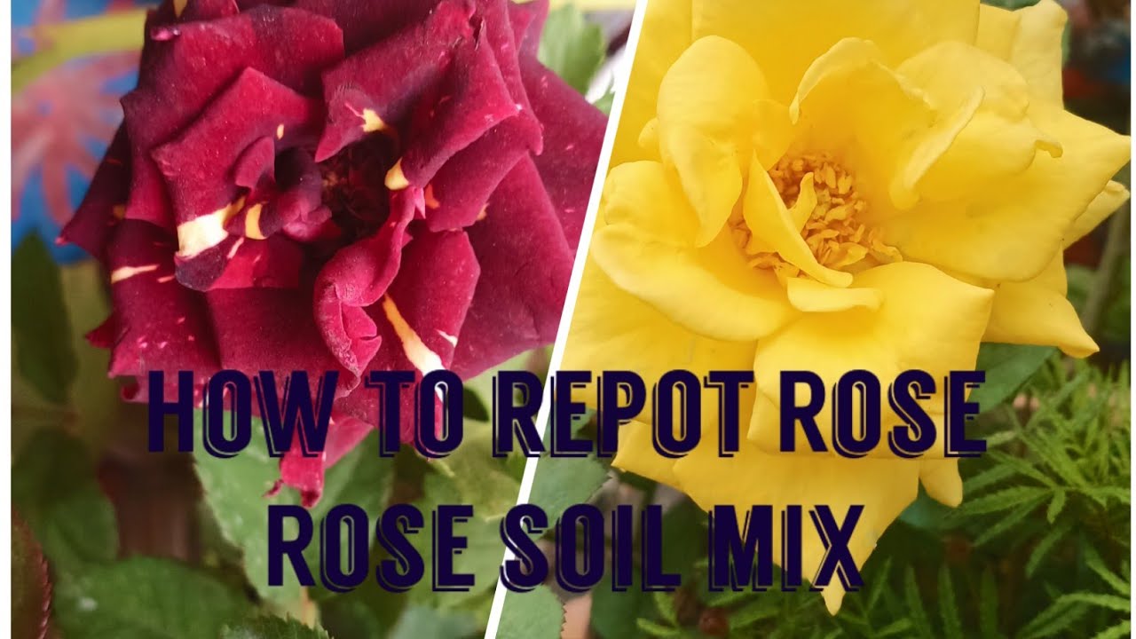 गुलाब के लिए मिट्टी कैसे तैयार करे और नर्सरी से लाये गुलाब कैसे लगायेBest rose soilmix