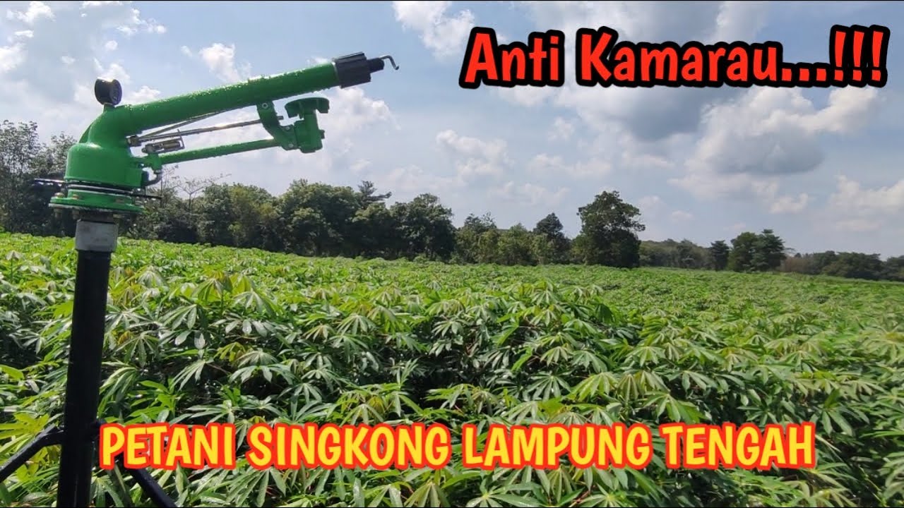 Sprinkler Pertanian modern! Untuk Singkong dan semua jenis tanaman, Jagung, cabe, bawang marah.